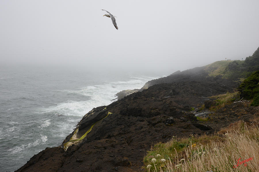 Seagull Photograph - Foggy Morning on the Coast by Charles Fennen