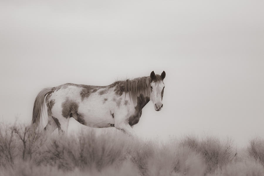 Horse Photograph - Foggy Morning On The Steens by Wes and Dotty Weber
