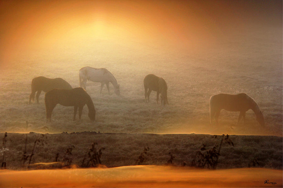 Foggy Morning Pasture Time Photograph by Andrea Lawrence