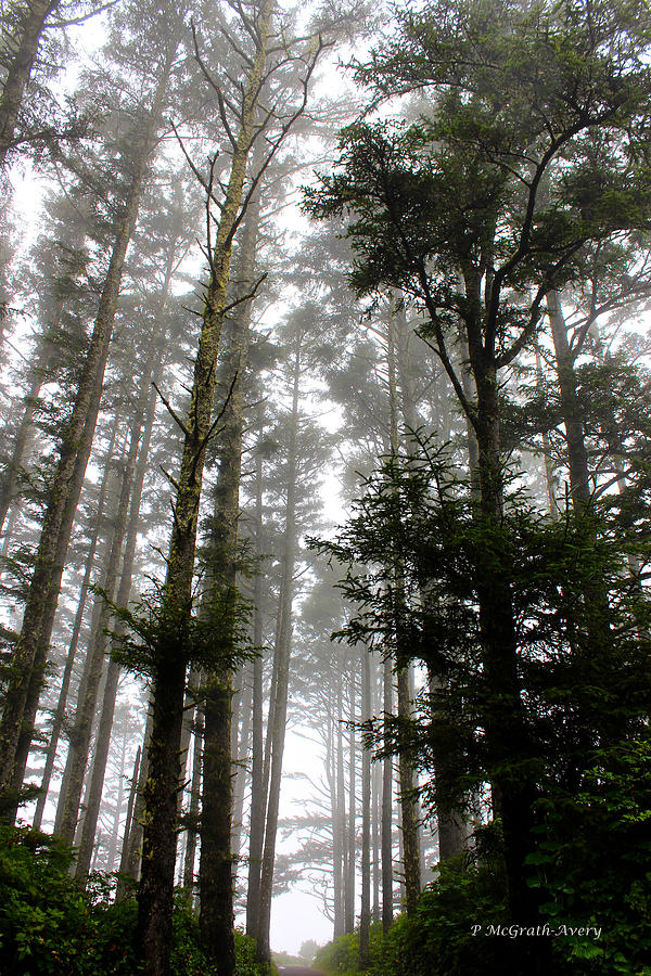 Trees Photograph - Foggy Morning by Pat McGrath Avery Trees Photograph - Foggy Morning by Pat McGrath Avery