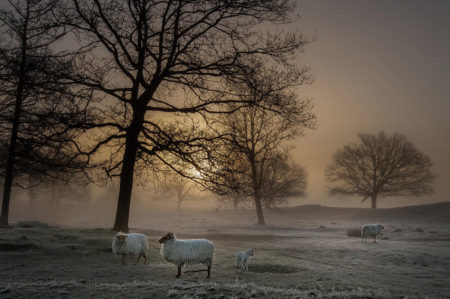 Sheep Photograph - Foggy Morning by Piet Haaksma