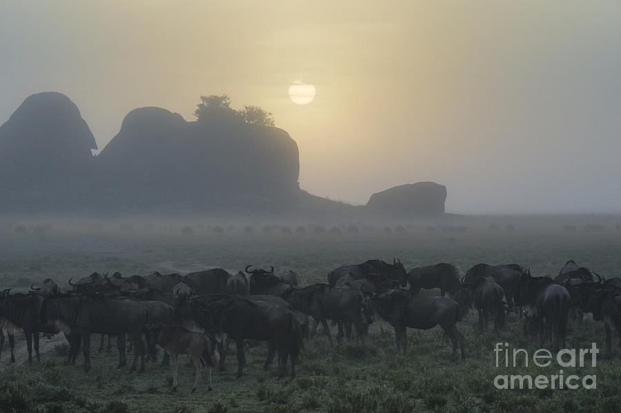 Wildlife Photograph - Foggy Morning - Serengeti by Sandra Bronstein