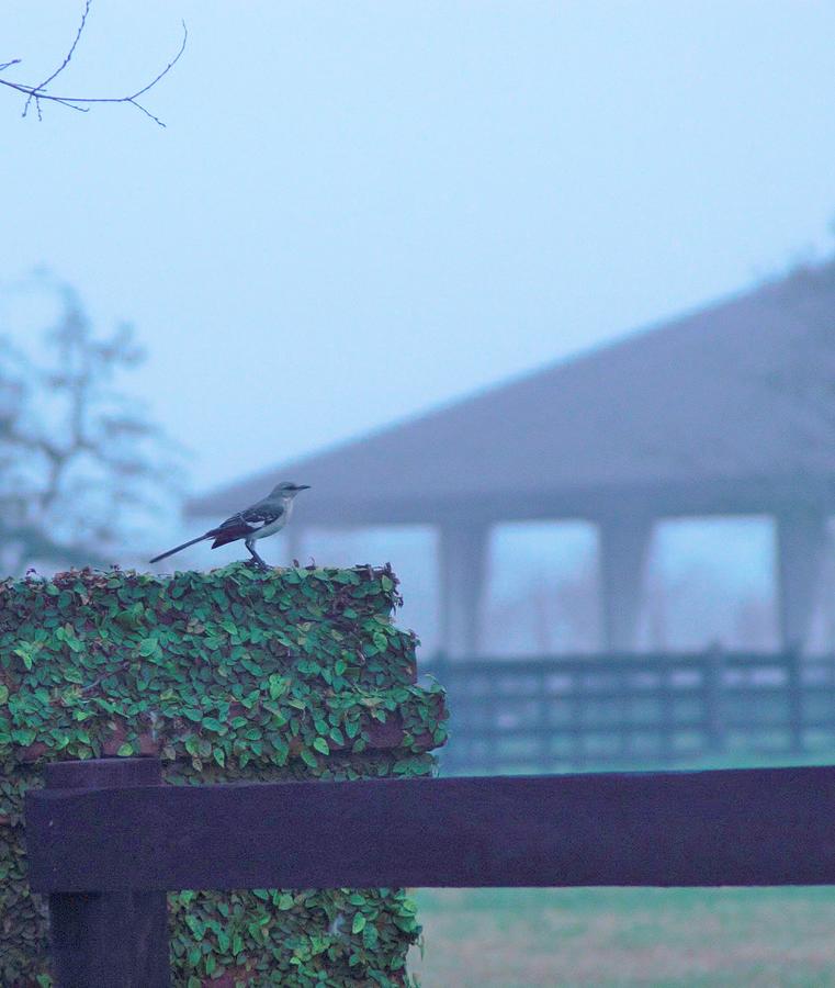 Foggy Morning Songbird Photograph by John Glass