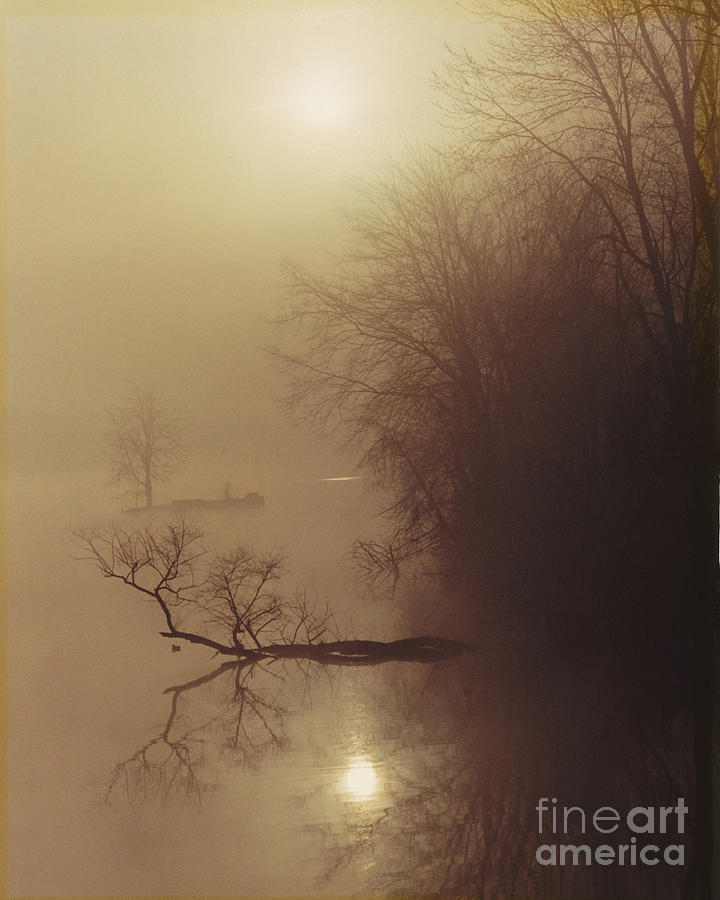 Tree Photograph - Foggy Morning by Steve  Gass