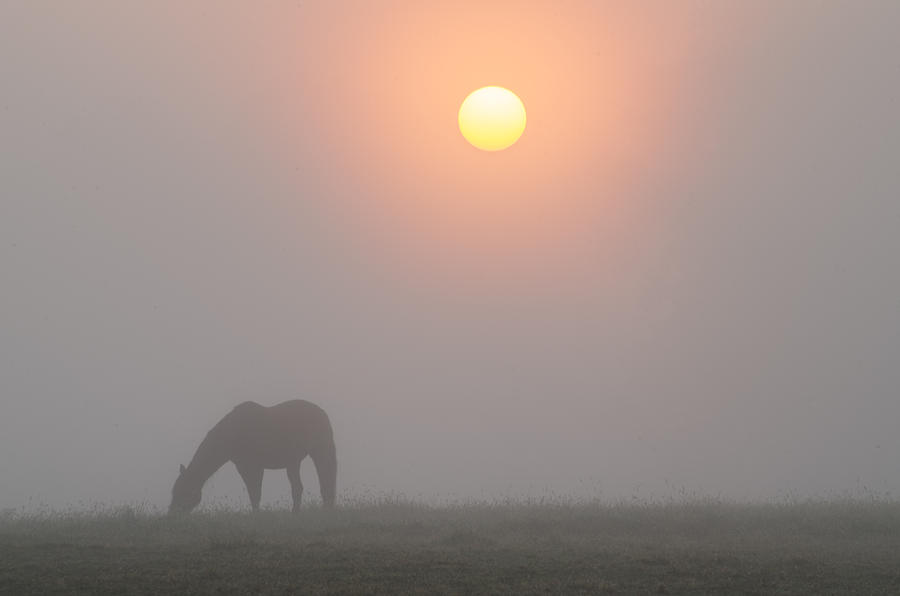 Farm Photograph - Foggy Morning Sunrise on the Farm by Bill Cannon