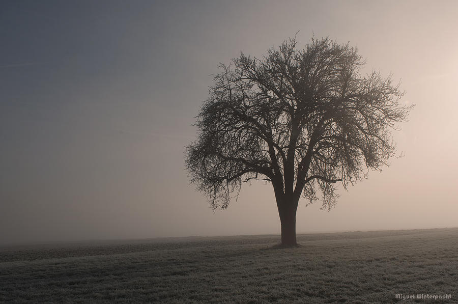Foggy Morning Sunshine Photograph by Miguel Winterpacht