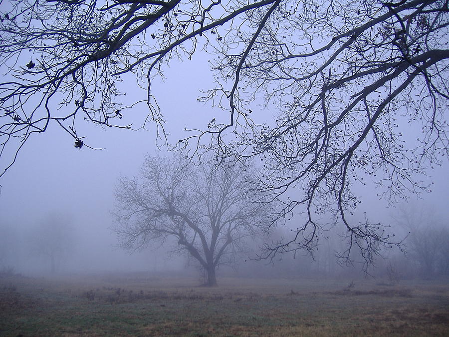 Foggy Morning Photograph by Virginia White