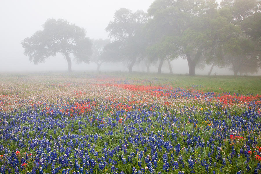 Foggy Morning Wildflowers Photograph by Eggers Photography