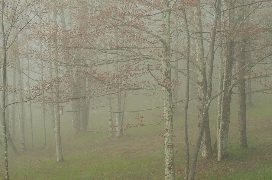 Foggy Morning with Trees Photograph by Nancy De Flon