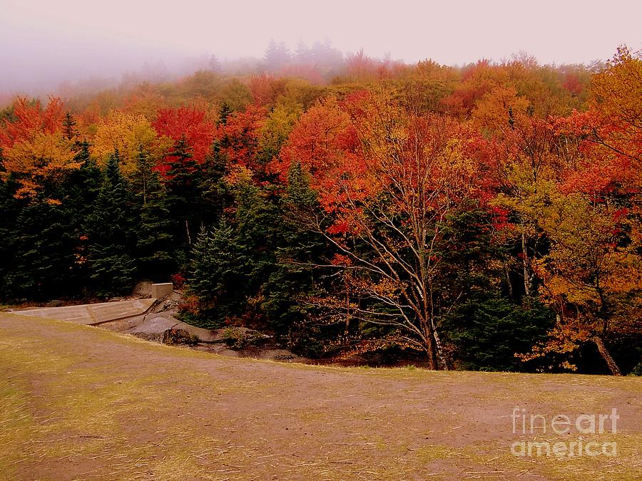 Tree Photograph - Foggy Mountain Landscape by Eunice Miller
