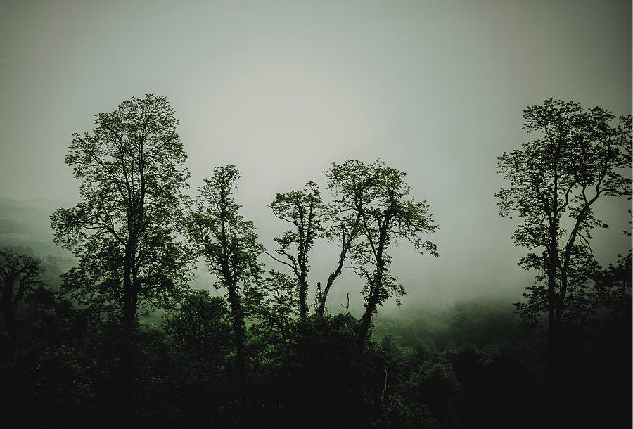 Foggy Mountain Morning at the Meadows of Dan Photograph by John Haldane