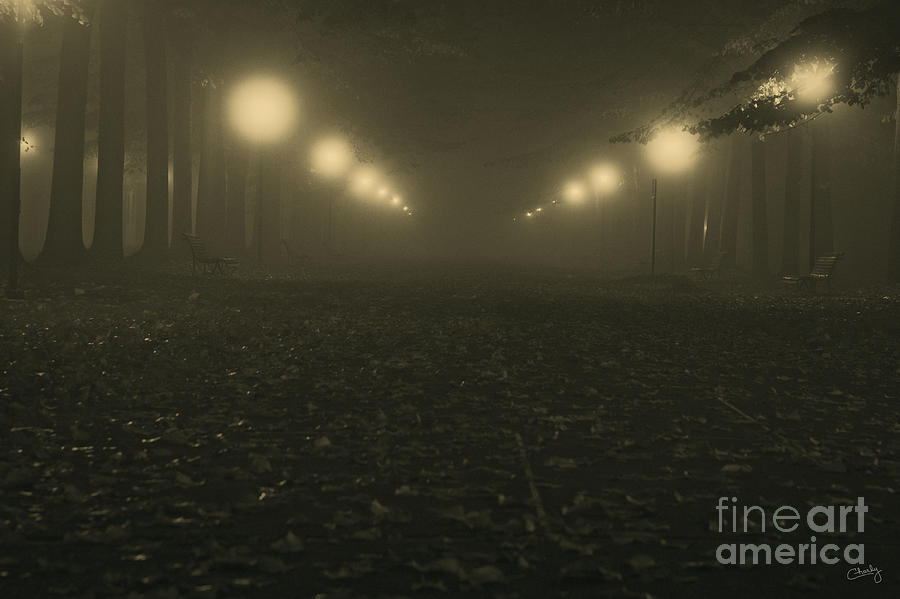 Tree Photograph - Foggy night in a park by Prints of Italy