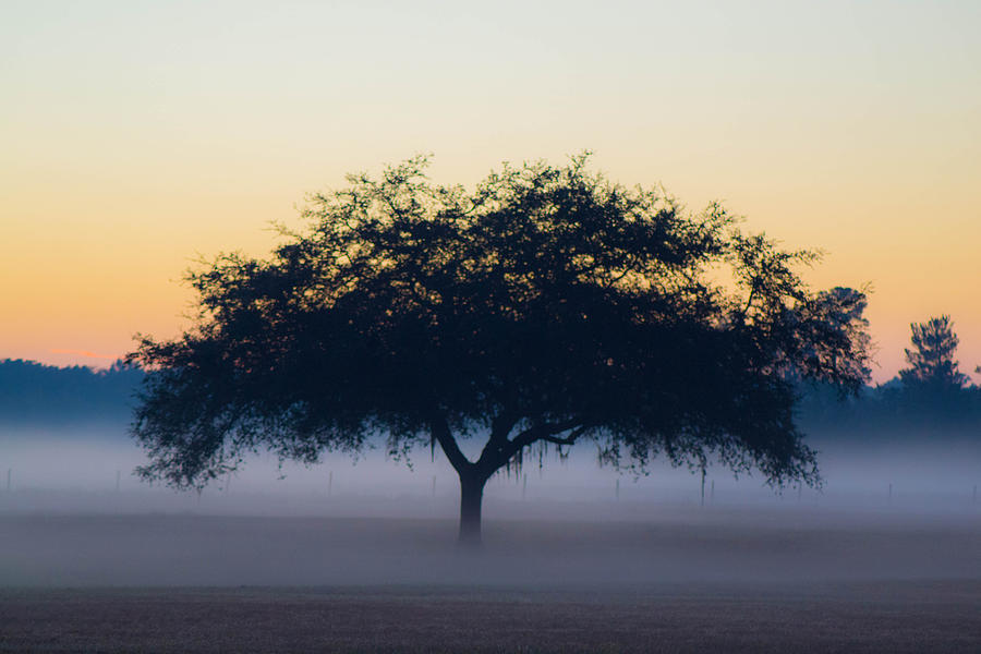 Foggy Oak Photograph by Shannon Harrington