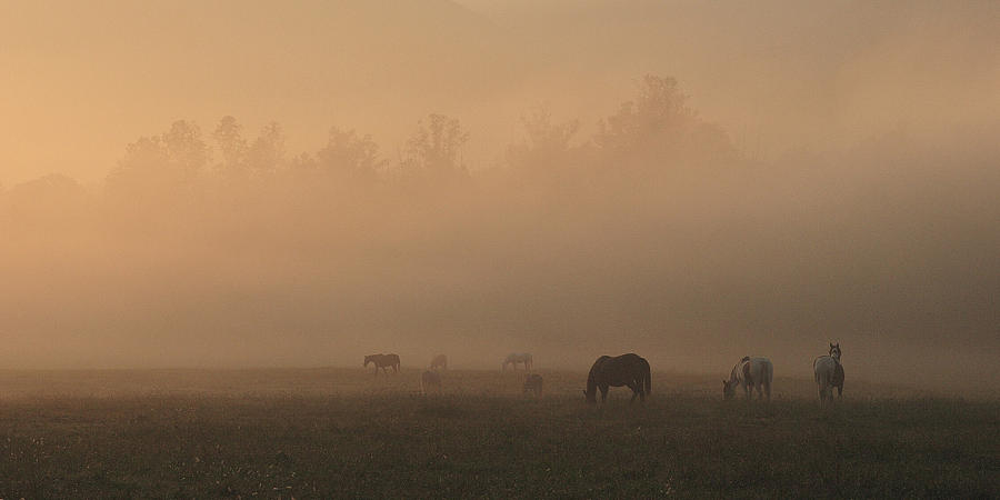 Foggy Pasture Photograph by Wendell Thompson