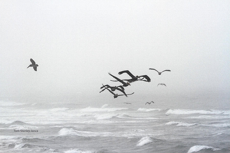 Foggy Pelican Day Photograph by Tom Janca