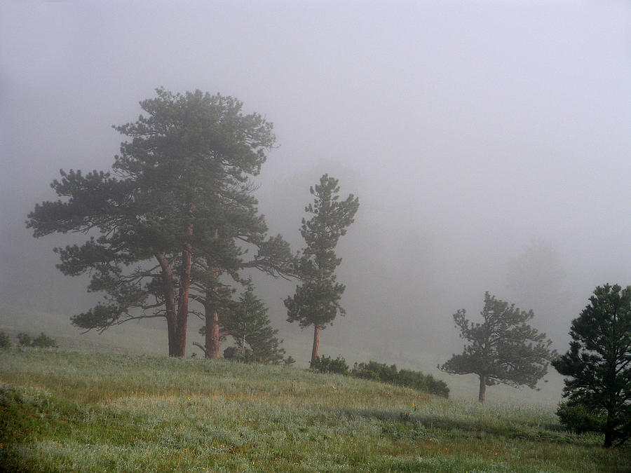 Foggy Pines Photograph by Craig Burgwardt