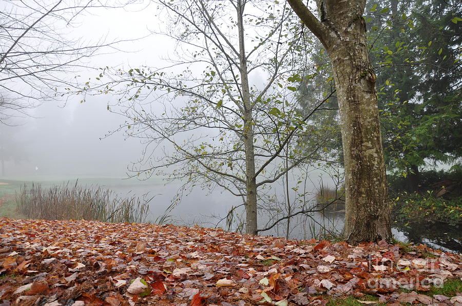 Foggy Pond  Photograph by Tatyana Searcy