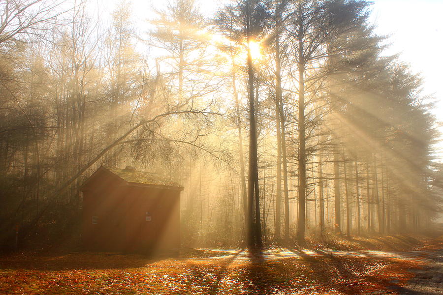 Foggy Rays and Forest Cabin Photograph by John Burk