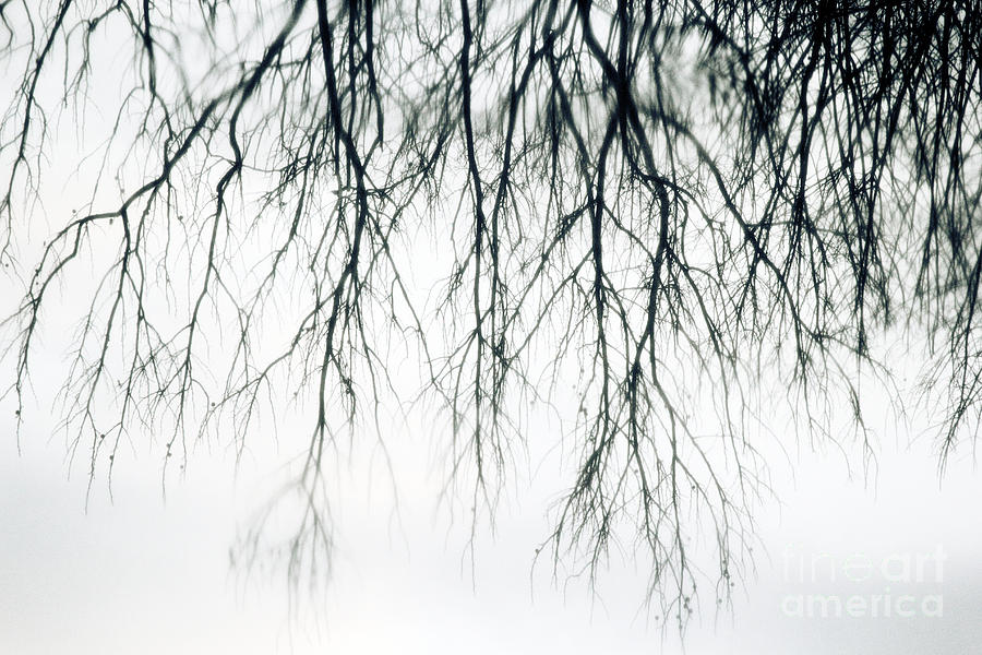 Black And White Photograph - Foggy Reflection by Traci Law