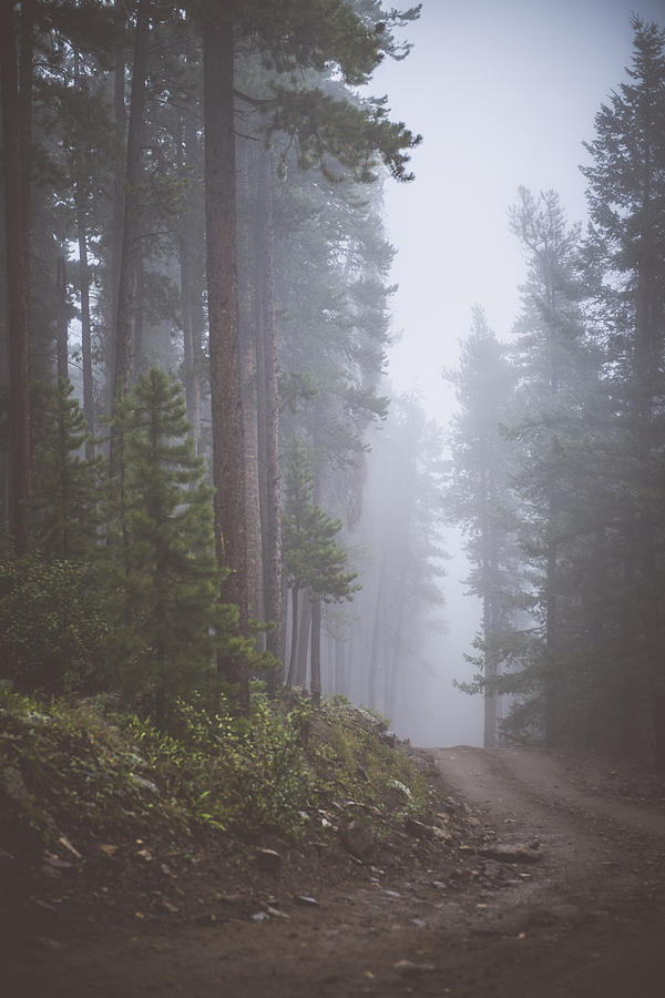 Pine Trees Photograph - Foggy Road by Chelsea Stockton