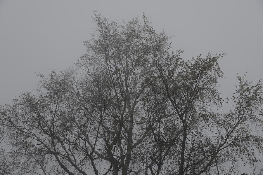 Fine Photograph - Foggy Romance 4 by Teo SITCHET-KANDA Fine Photograph - Foggy Romance 4 by Teo SITCHET-KANDA