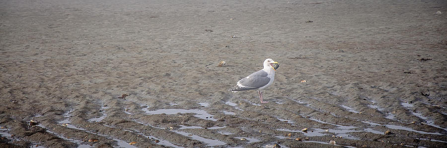 Foggy Seabird Seagulls Brunch Photograph by Roxy Hurtubise