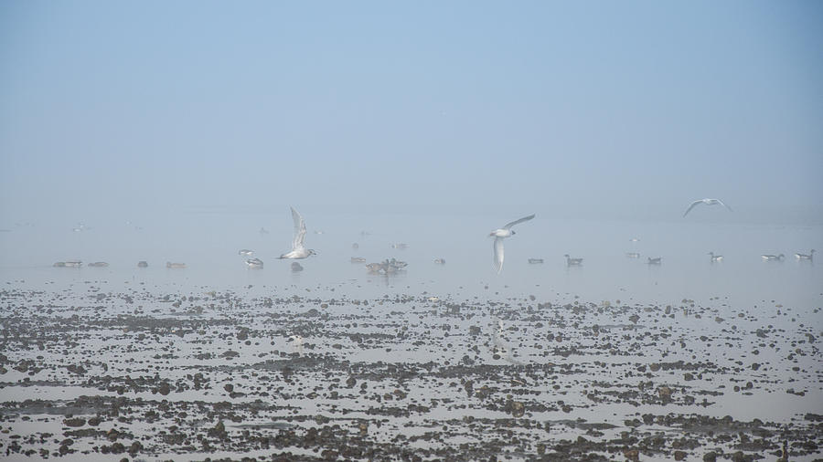Foggy Seabirds Parksville Beach Photograph by Roxy Hurtubise