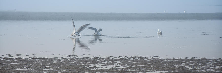 Foggy Seabirds Low Tide Buffet Photograph by Roxy Hurtubise