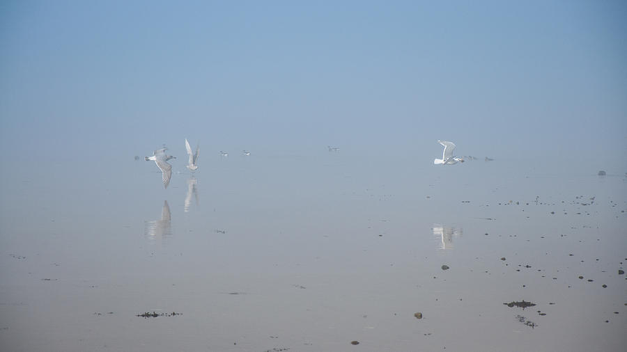 Foggy Seabird Gathering Reflections Photograph by Roxy Hurtubise