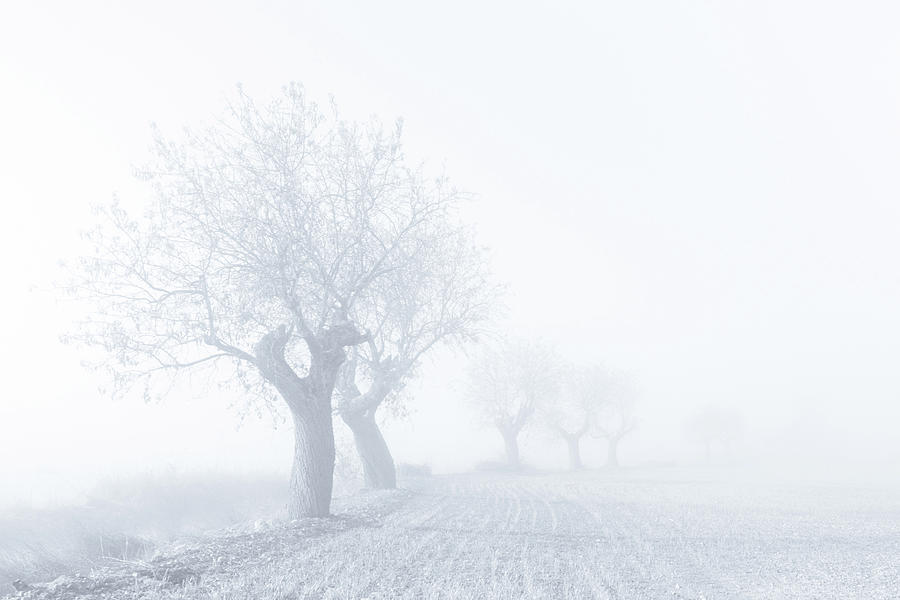 Tree Photograph - Foggy Sunday by Eduardo Mart??n