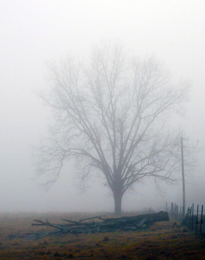 Tree Photograph - Foggy Sunday II by Leon Hollins III Tree Photograph - Foggy Sunday II by Leon Hollins III