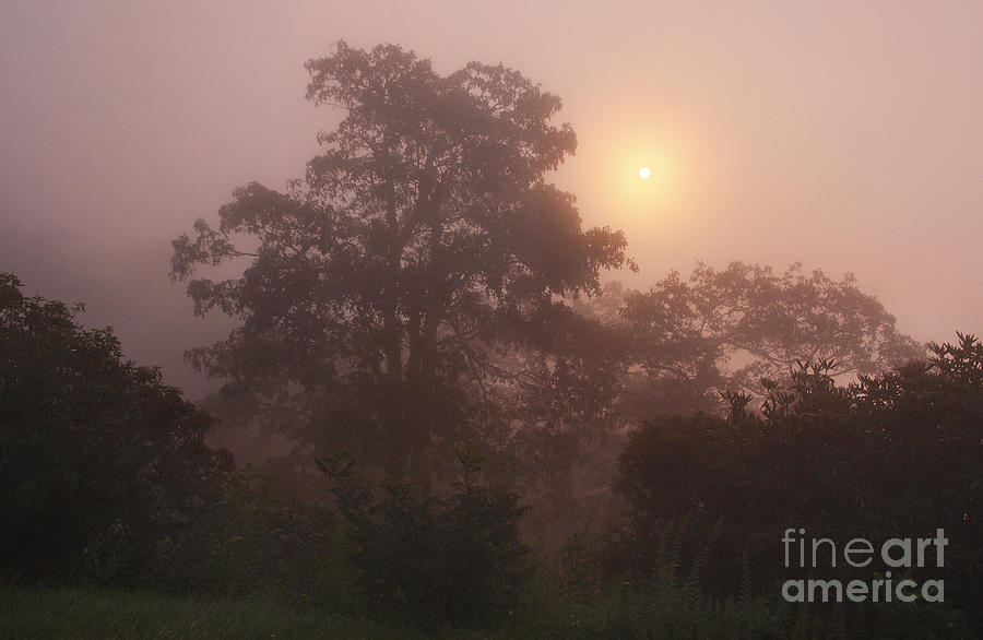 Foggy Sunrise  Photograph by Jonathan Welch