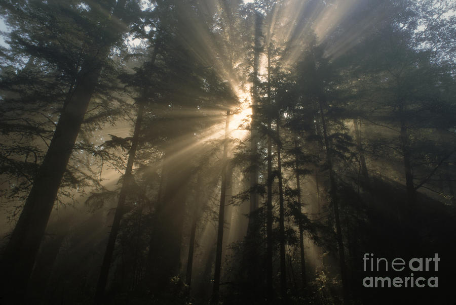 Tree Photograph - Foggy Sunrise by Ron Sanford