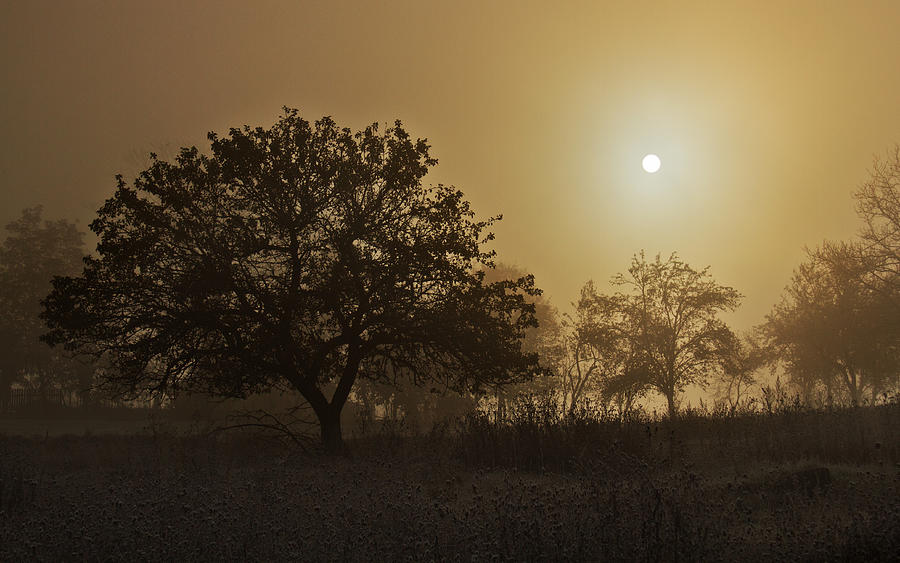 Foggy sunshine Photograph by Mircea Costina Photography