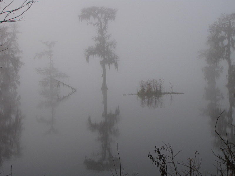 Foggy Swamp Photograph by Betty Berard