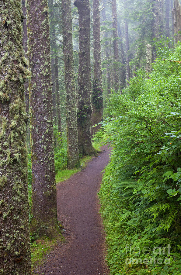 Tree Photograph - Foggy Trail by Michael Dawson