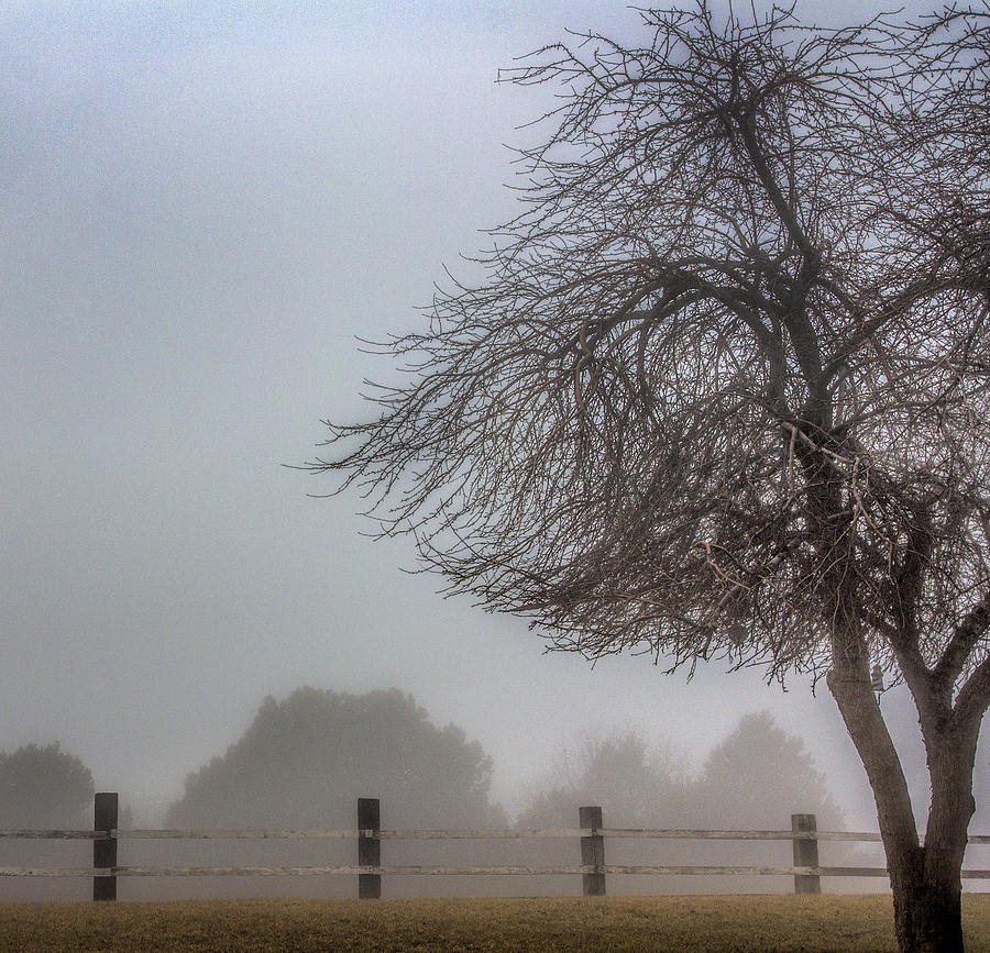 Foggy Tree Photograph by Diana Powell