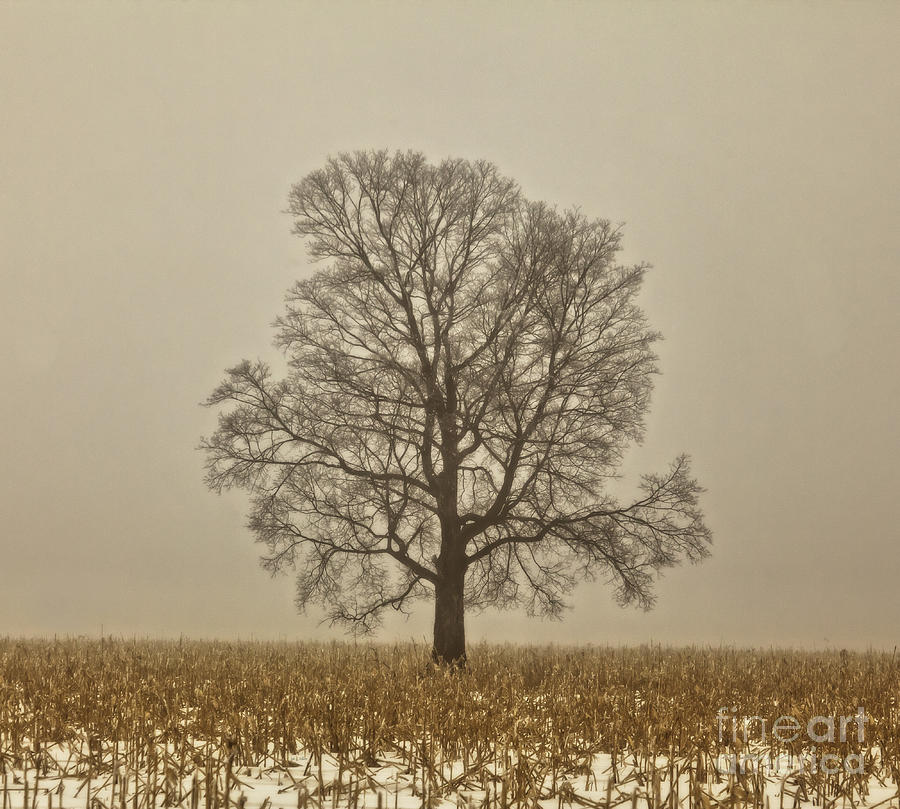 Foggy Tree Photograph by Jan Killian