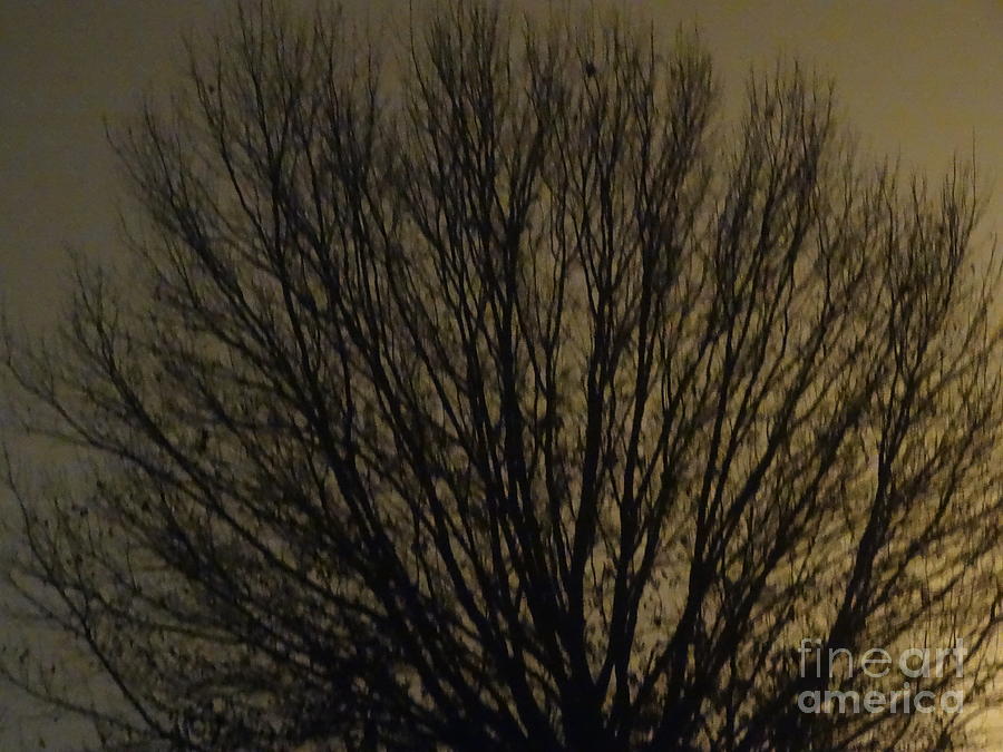 Foggy Tree Photograph