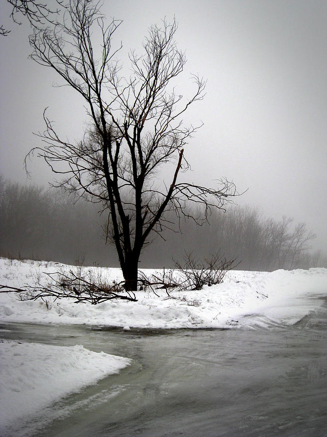 Foggy Tree Photograph by Kimberly Mackowski