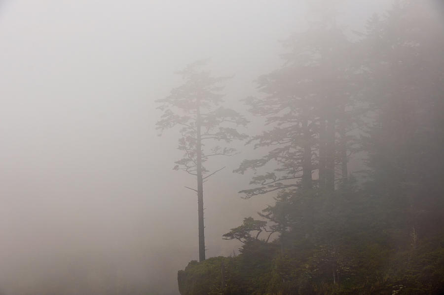 Foggy Tree Silhouette - Oregon Coast Photograph