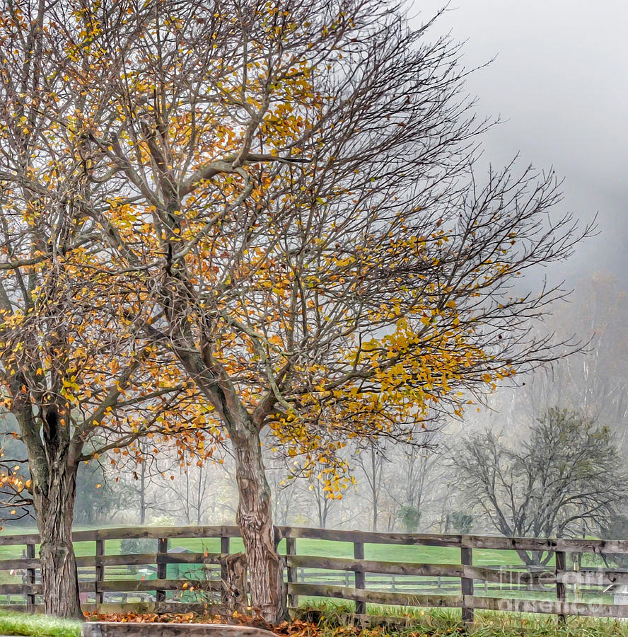 Foggy Trees Photograph by Kerri Farley