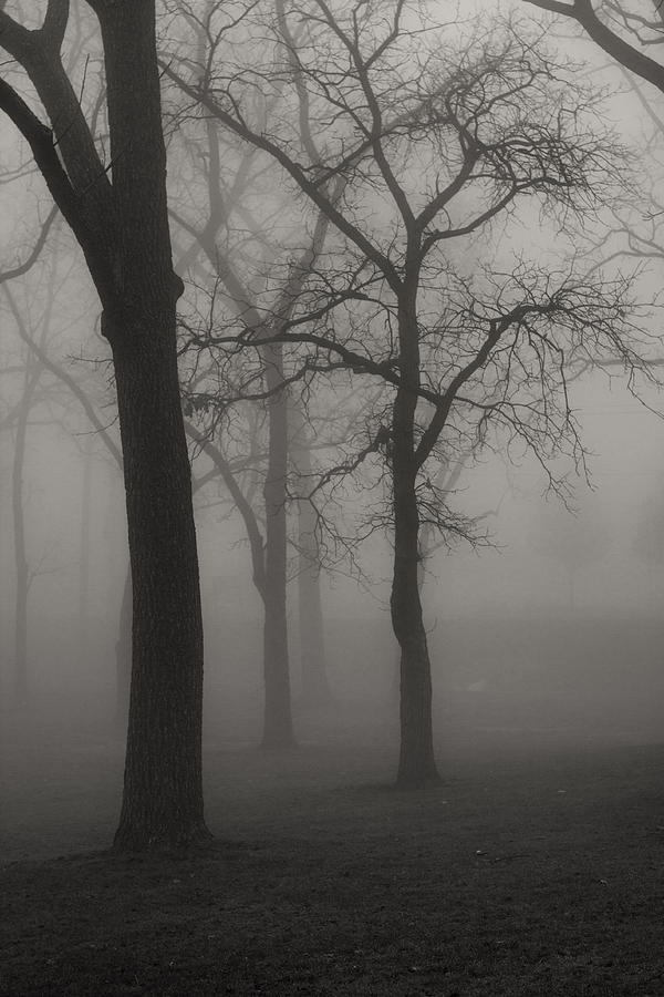 Foggy Trees Photograph by Lauri Novak