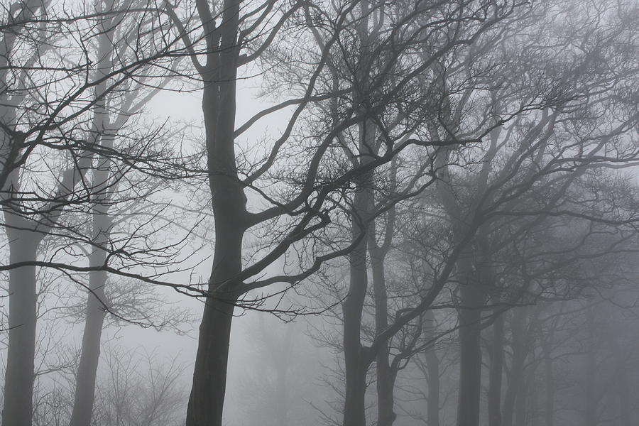 Foggy trees Photograph by Liz Bills - Fine Art America