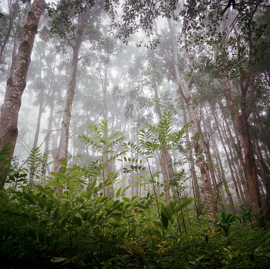 Foggy Tropical Forest Photograph by Danielle D. Hughson