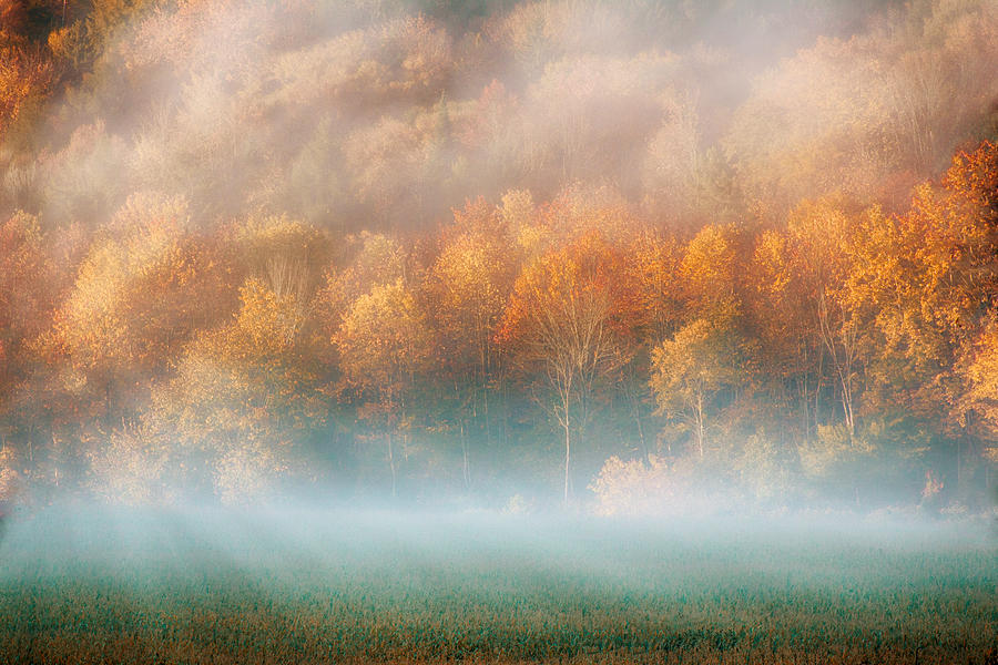 Foggy Vermont fall foliage Photograph by Jeff Folger