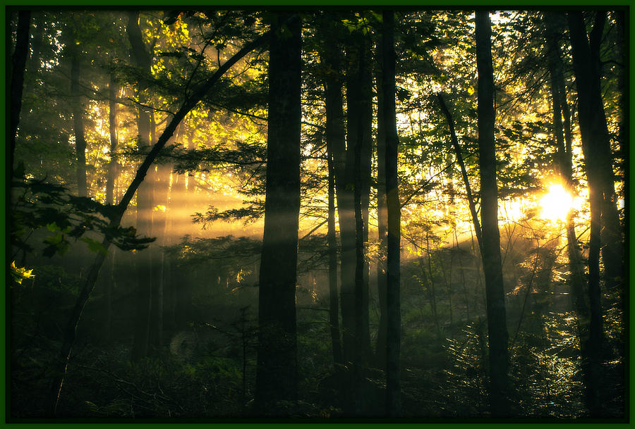 Foggy Vermont Woods Photograph By Sherman Perry