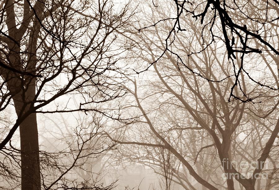 Tree Photograph - Foggy Winter Afternoon in Sepia by Sarah Loft