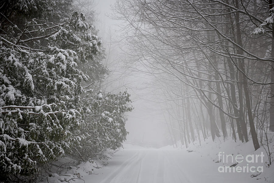 Foggy winter road 2 Photograph by Elena Elisseeva