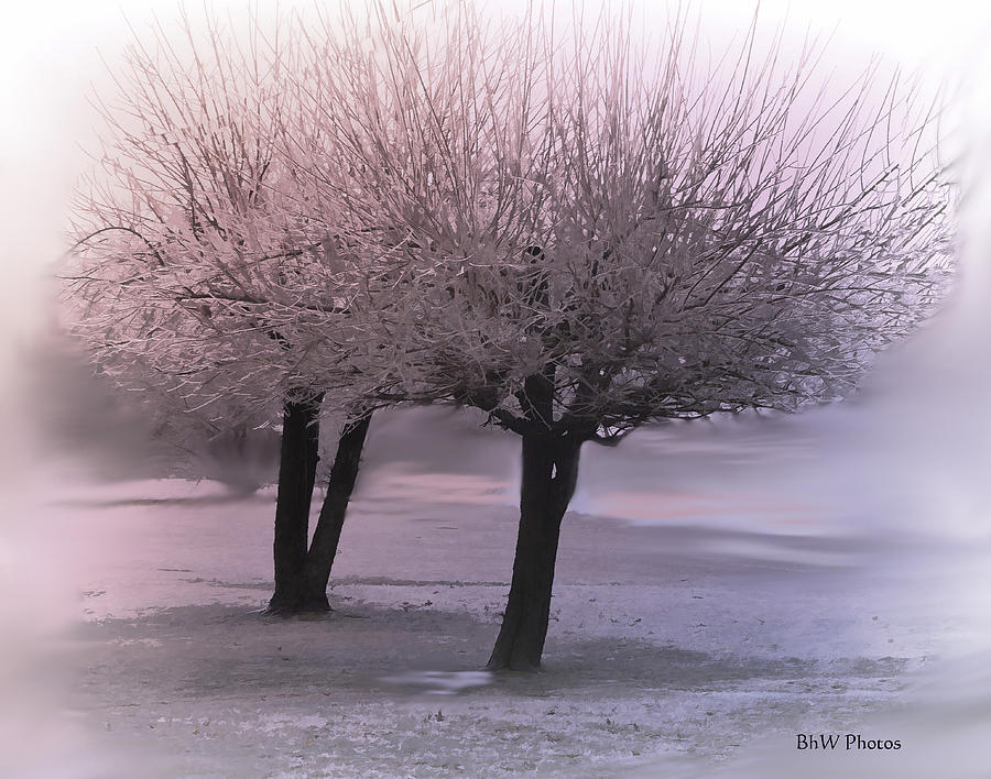 Foggy winter trees Photograph by Bonnie Willis